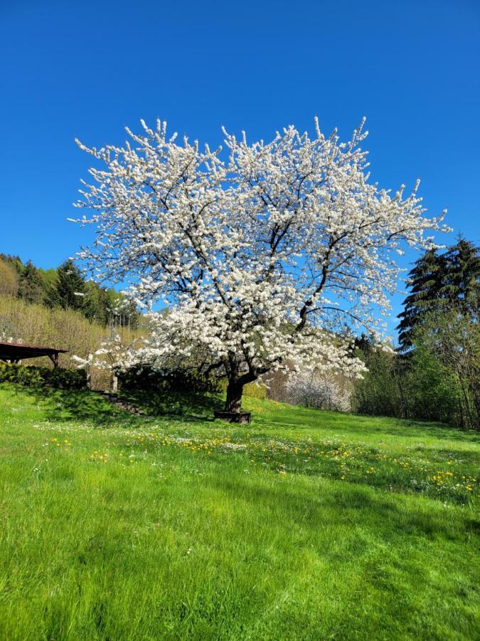 Blue Pension Svoboda nad Upou Luaran gambar
